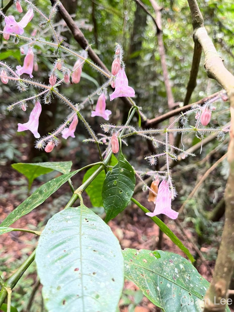 Strobilanthes habracanthoides J.R.I.Wood